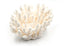 premium finger coral